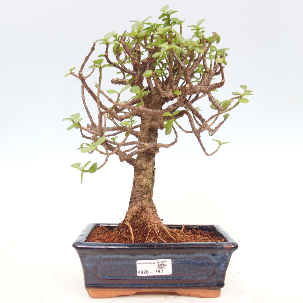 Zimmer Bonsai - Portulakaria Afra - Tlustice