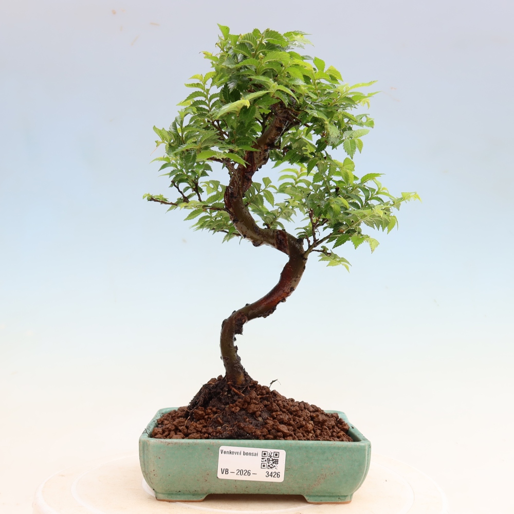 Bonsai für den Außenbereich – Ulmus Jacqueline Hillier – Pappelulme