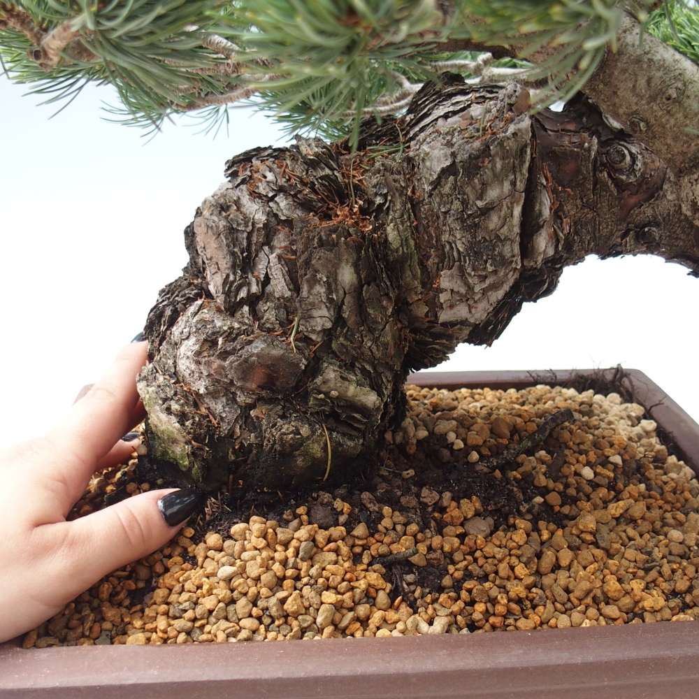 Bonsai im Freien - Pinus parviflora - kleine Kiefer