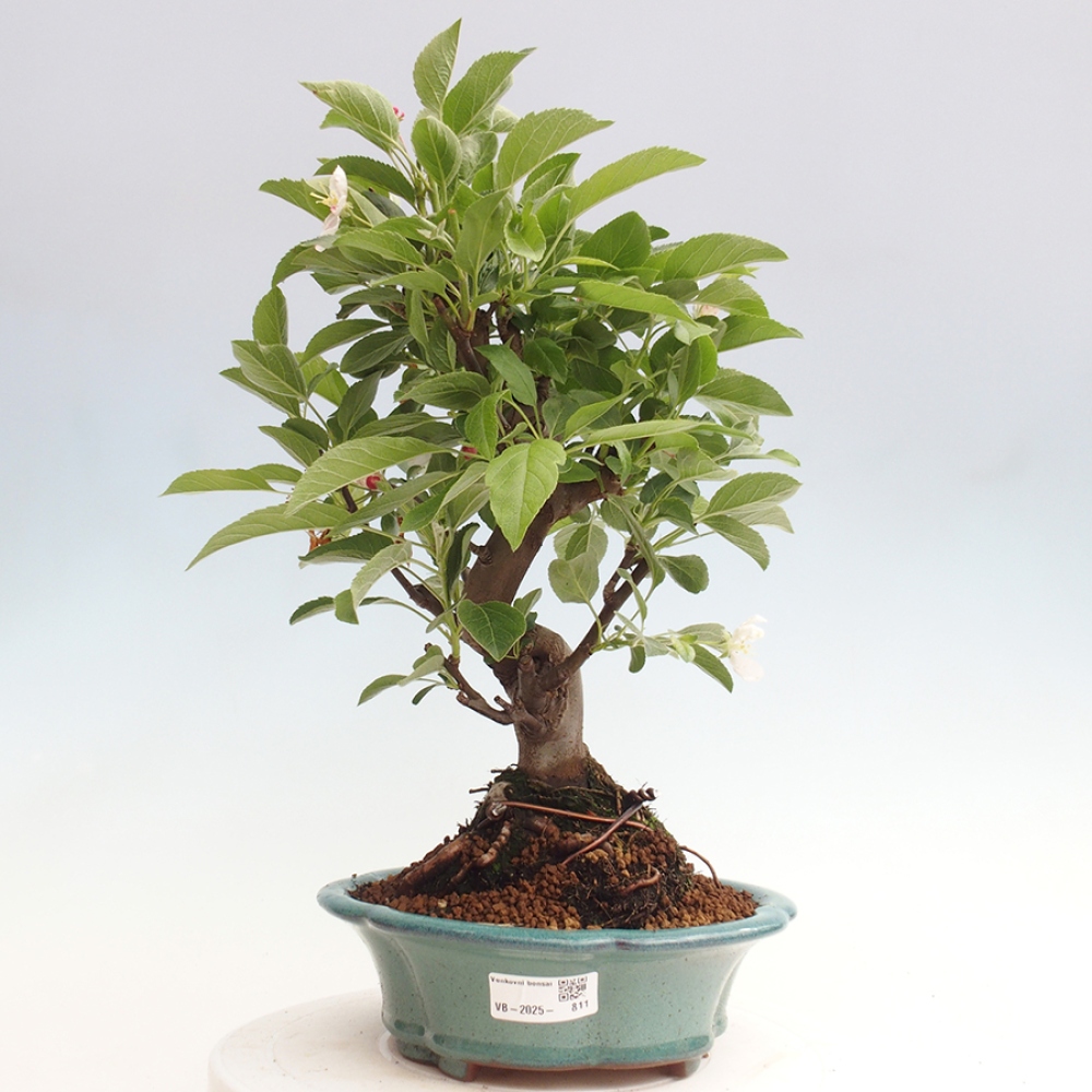 Bonsai im Freien - Malus halliana - Kleinfruchtiger Apfelbaum