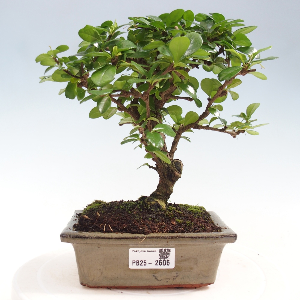 Zimmerbonsai - Carmona Macrophylla - Fuki-Tee