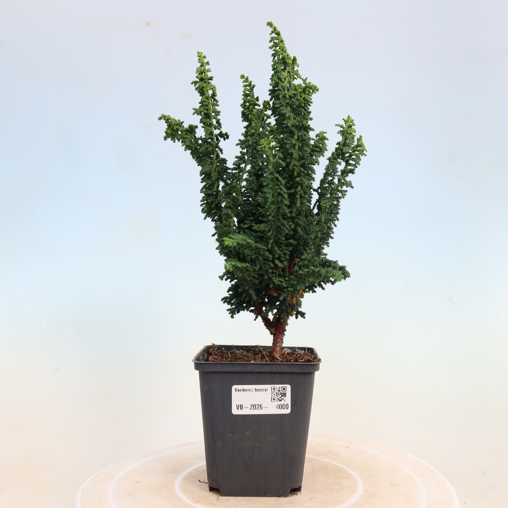 Bonsai für draußen - Cham. obtusa SEKKA HINOKI - Zypresse