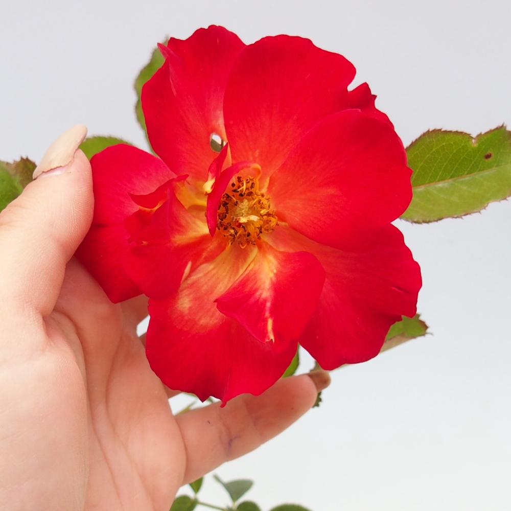 Freilandbonsai - Rosa Kordes -  Rose