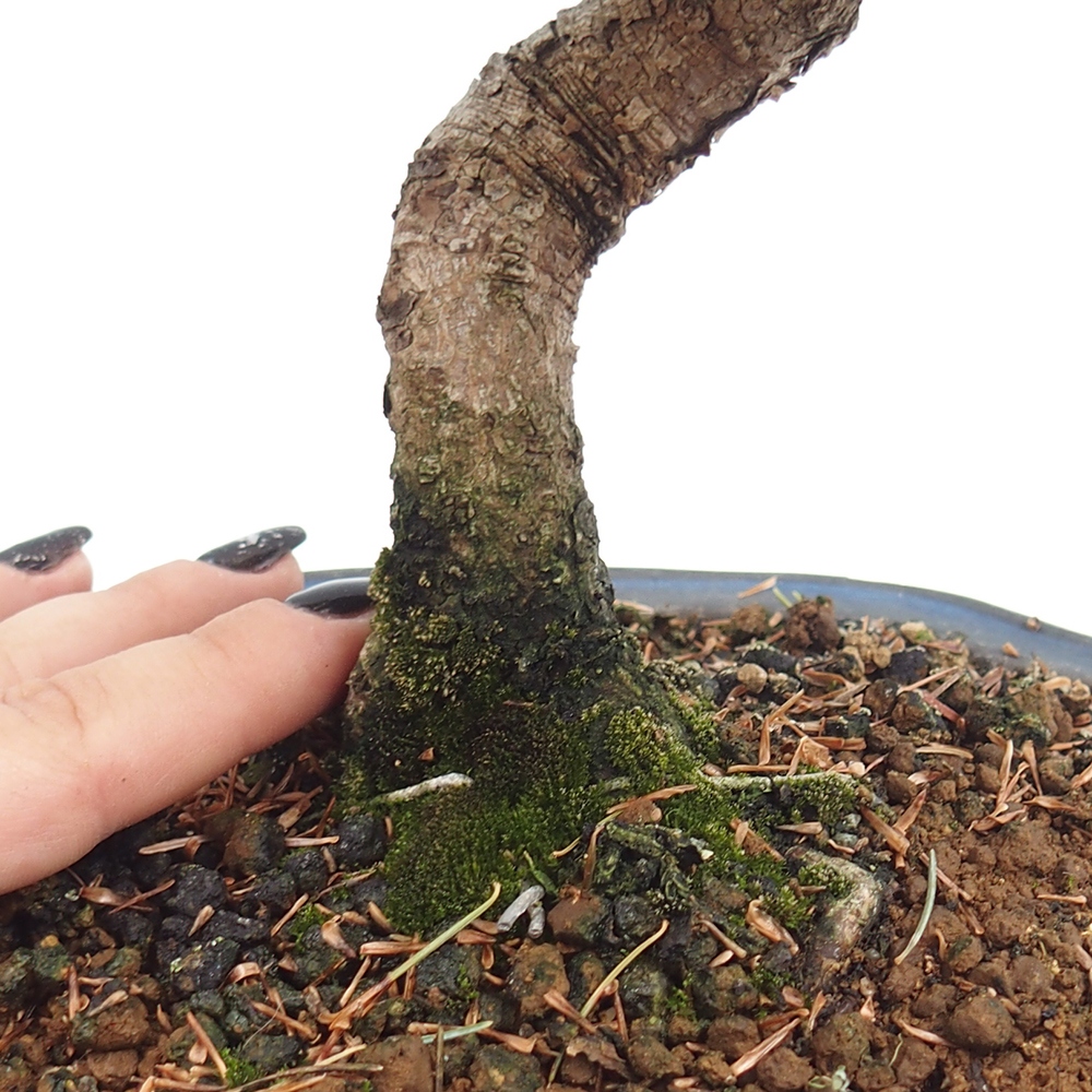 Bonsai im Freien - Pinus parviflora - kleine Kiefer