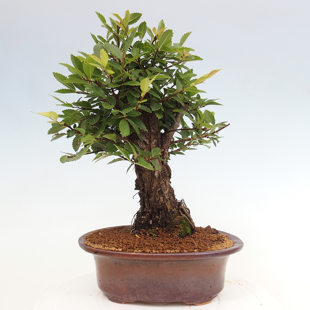 Bonsai im Freien - Zelkova - Zelkova NIRE