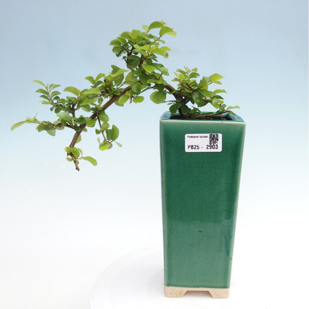 Zimmerbonsai - Grewia occidentalis - Lavendelstern