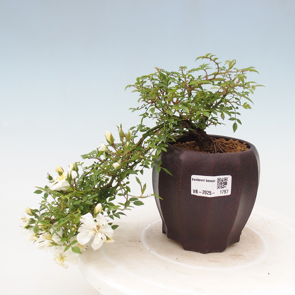 Freilandbonsai - Rosa Sea Foam -  Rose