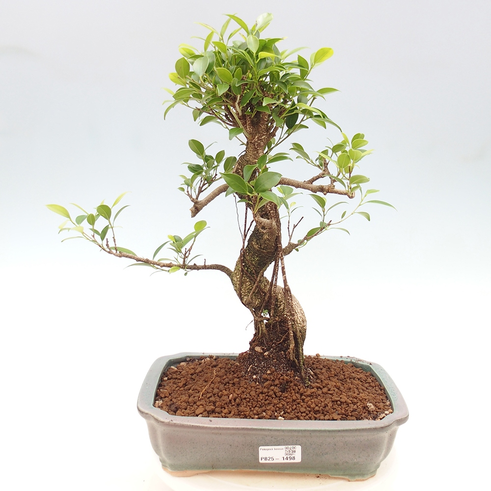 Zimmerbonsai - Ficus kimmen - kleinblättriger Ficus