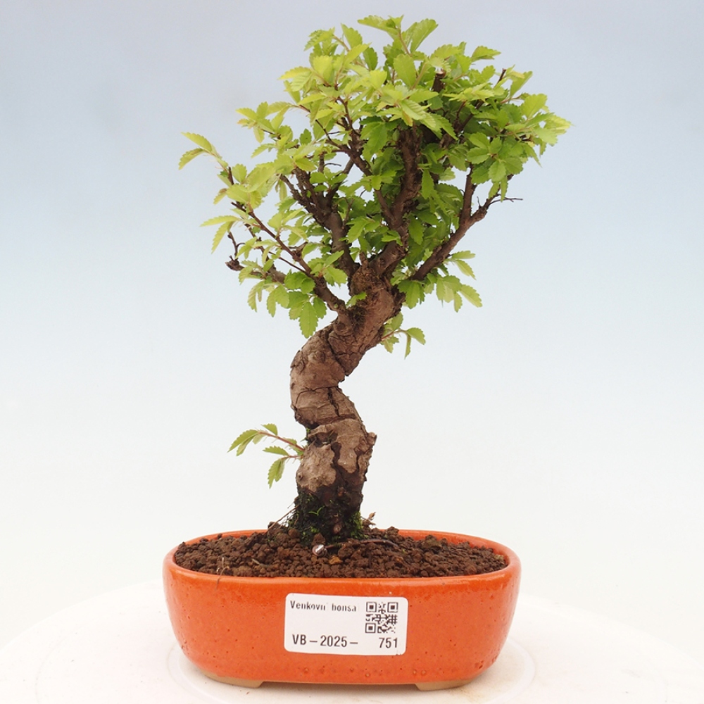 Bonsai im Freien - Zelkova - Zelkova NIRE