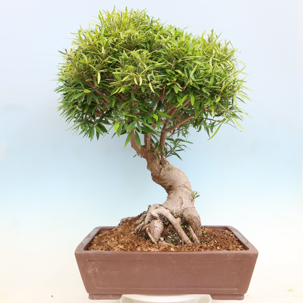 Zimmerbonsai - Ficus nerifolia - Kleinblättriger Ficus