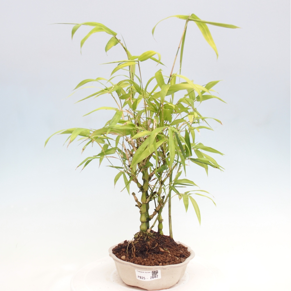Zimmerbonsai - Bambus-Buddha-Bambus-Buddha-Bauch