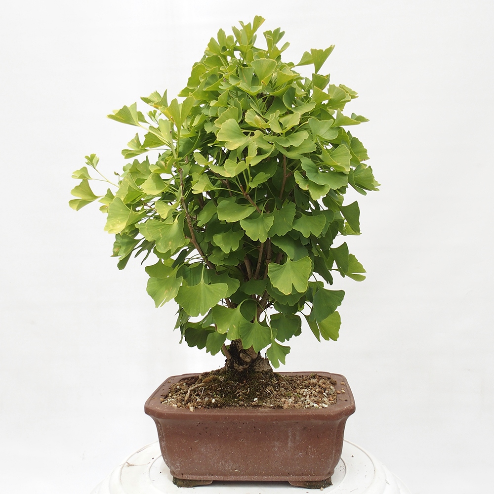 Bonsai im Freien - Jinan biloba - Ginkgo biloba