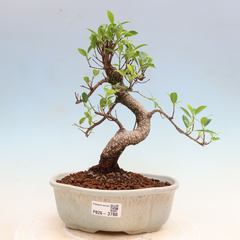 Zimmerbonsai - Ficus kimmen - Kleinblättriger Ficus