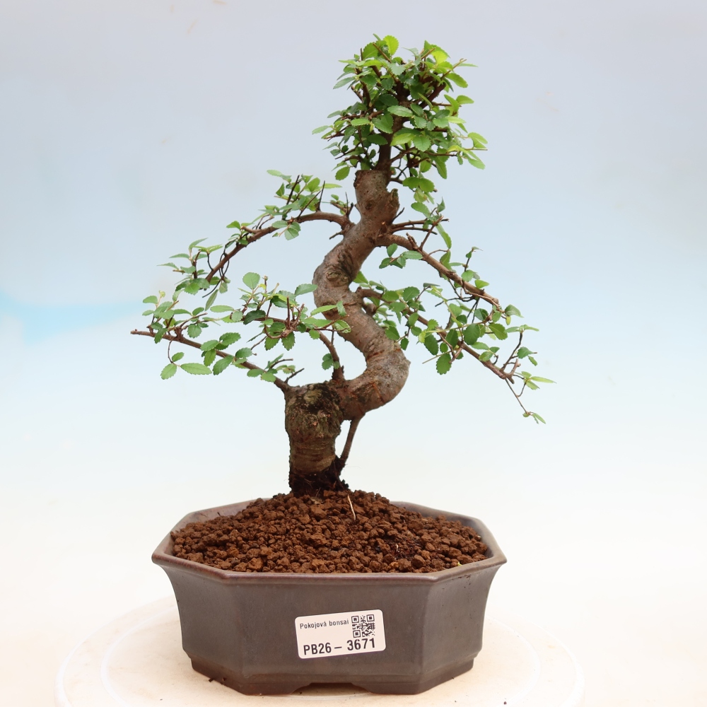 Zimmerbonsai - Ulmus parvifolia - Kleinblättrige Ulme