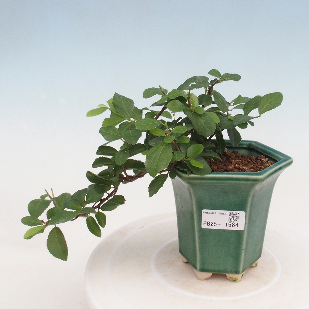Zimmerbonsai - Grewia occidentalis - Lavendelstern