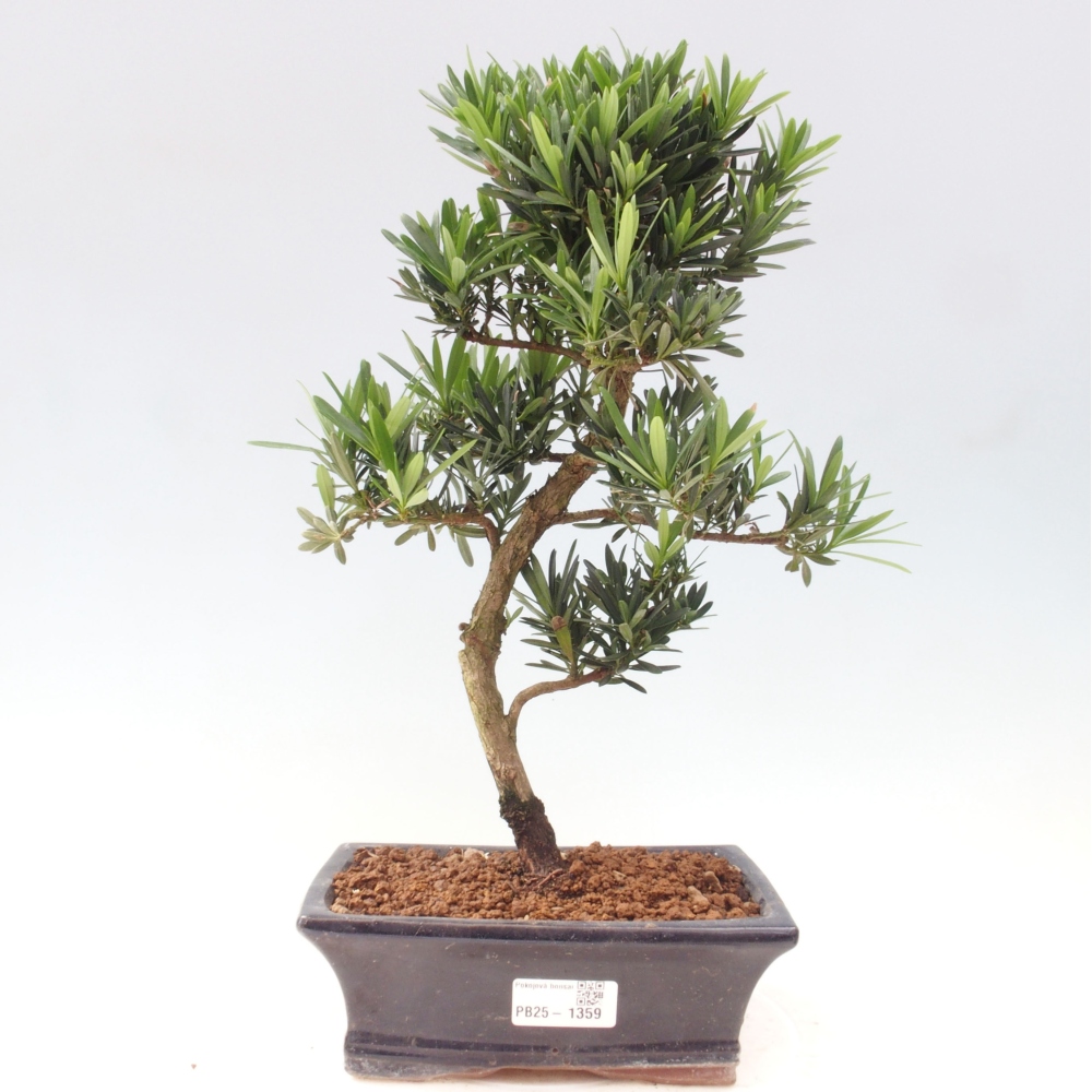 Zimmerbonsai - Podocarpus - Steintausend