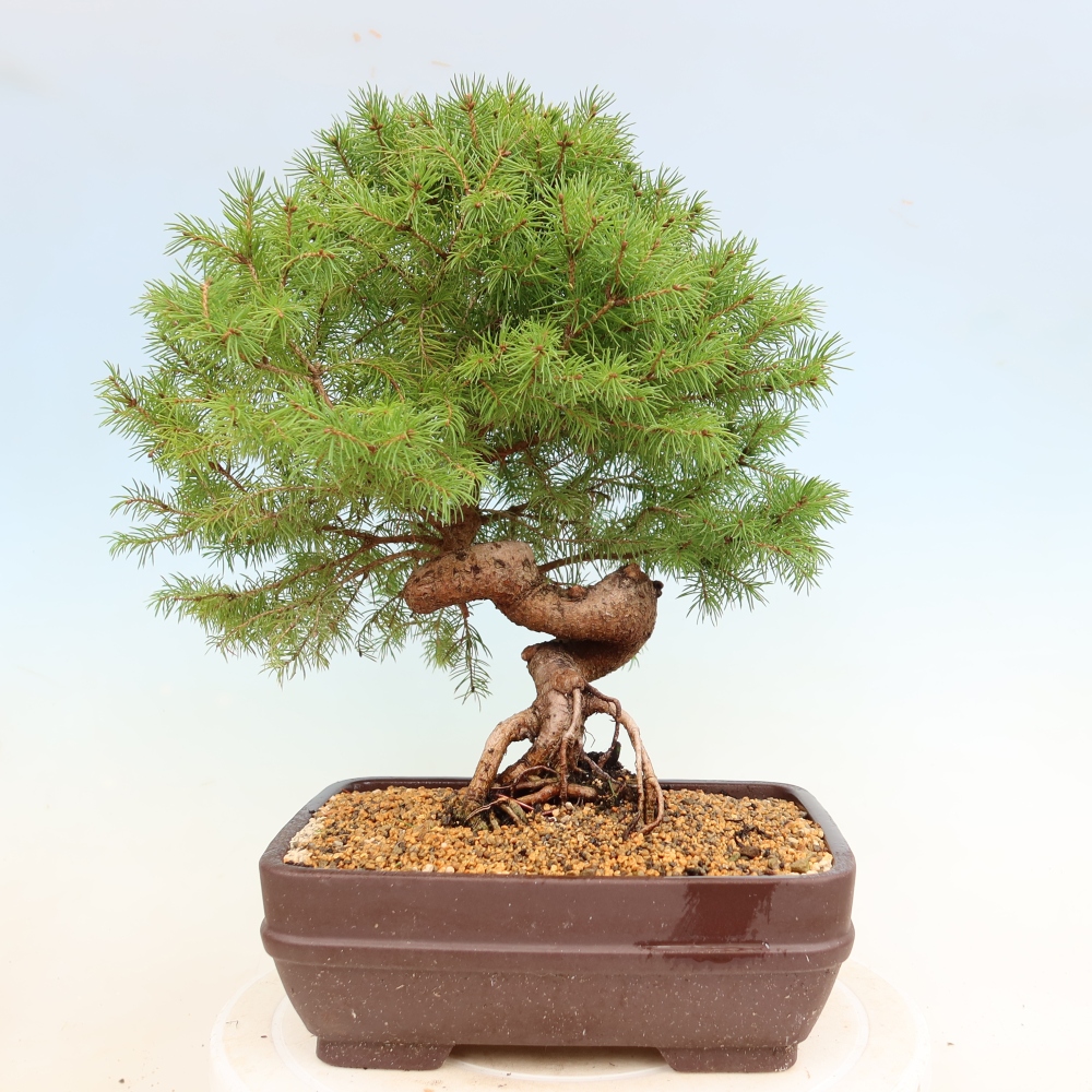 Bonsai für draußen - Fichte - Picea glauca globe