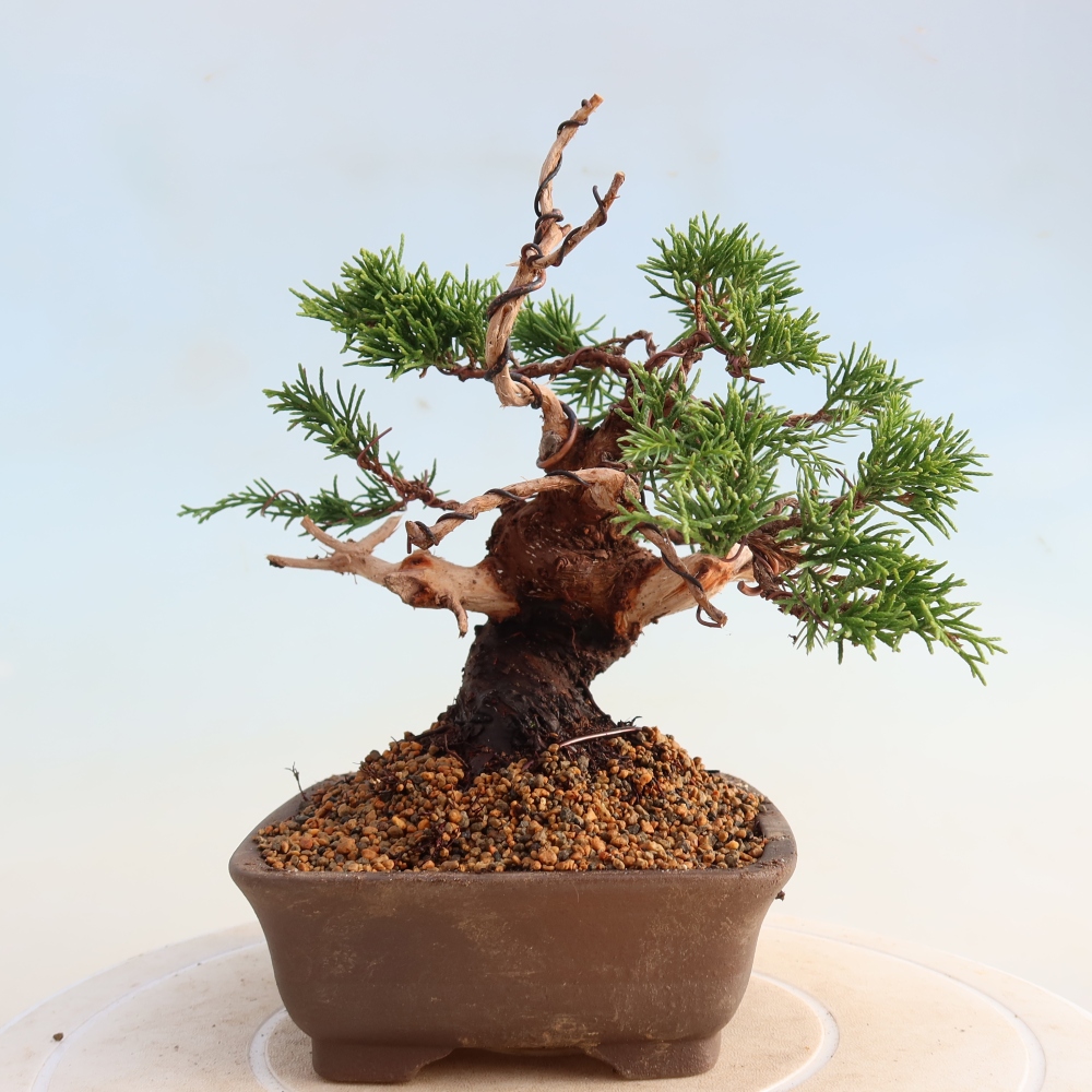 Outdoor bonsai - Juniperus chinensis Itoigawa - Chinese juniper