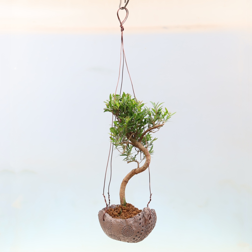 Kokedama in Keramik -Syzygium - Pimentbaum
