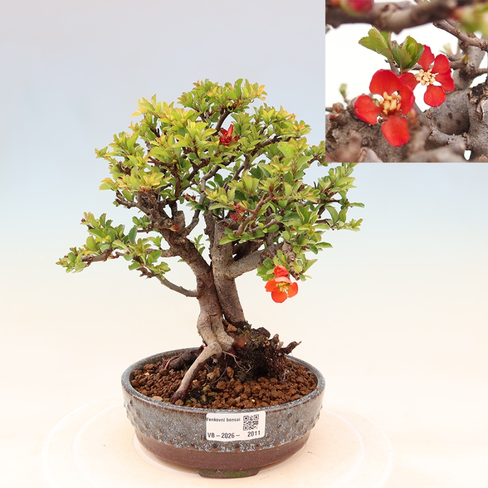 Bonsai für draußen - Chaneomeles speciosa Chojubai