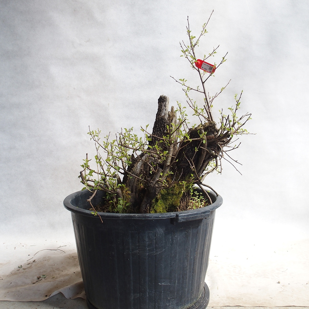 Outdoor Bonsai -Mahalebka - Prunus Mahaleb