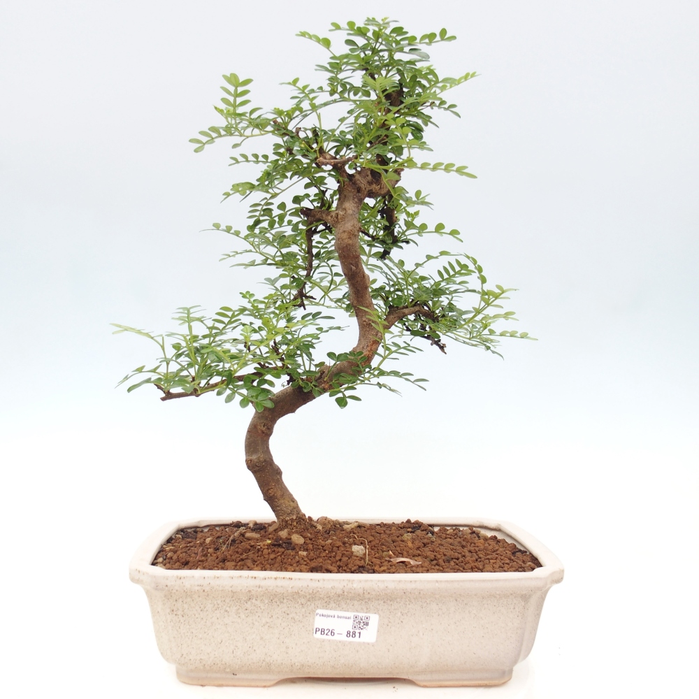 Zimmer Bonsai - Zantoxylum piperitum - Pfefferbaum