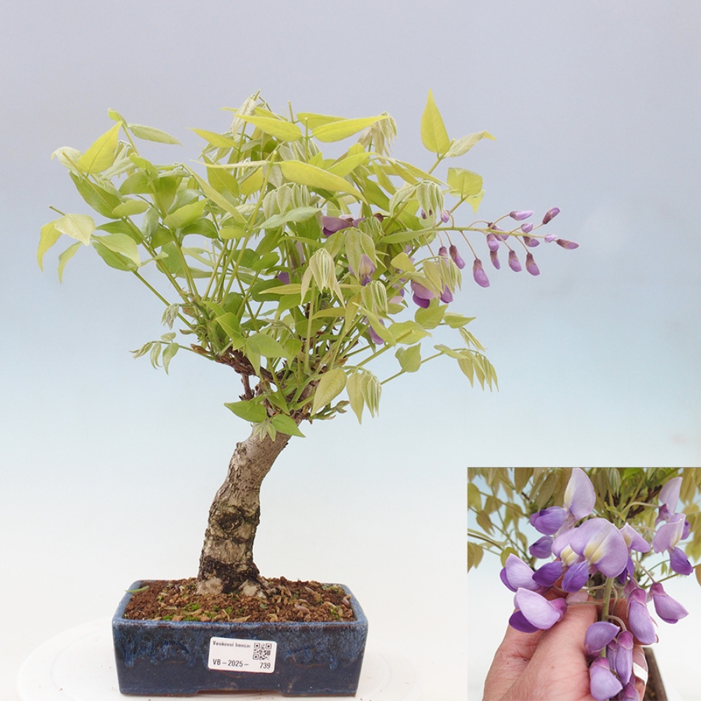 Bonsai im Freien - Wisteria floribunda - Wisteria floribunda
