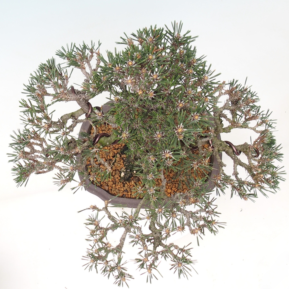 Bonsai für draußen - Pinus thunbergii Kotobuki - Thunberg-Kiefer