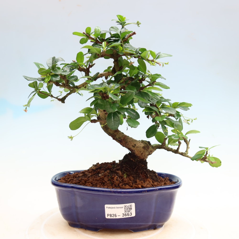Zimmer-Bonsai - Carmona macrophylla - Tee-Fuki