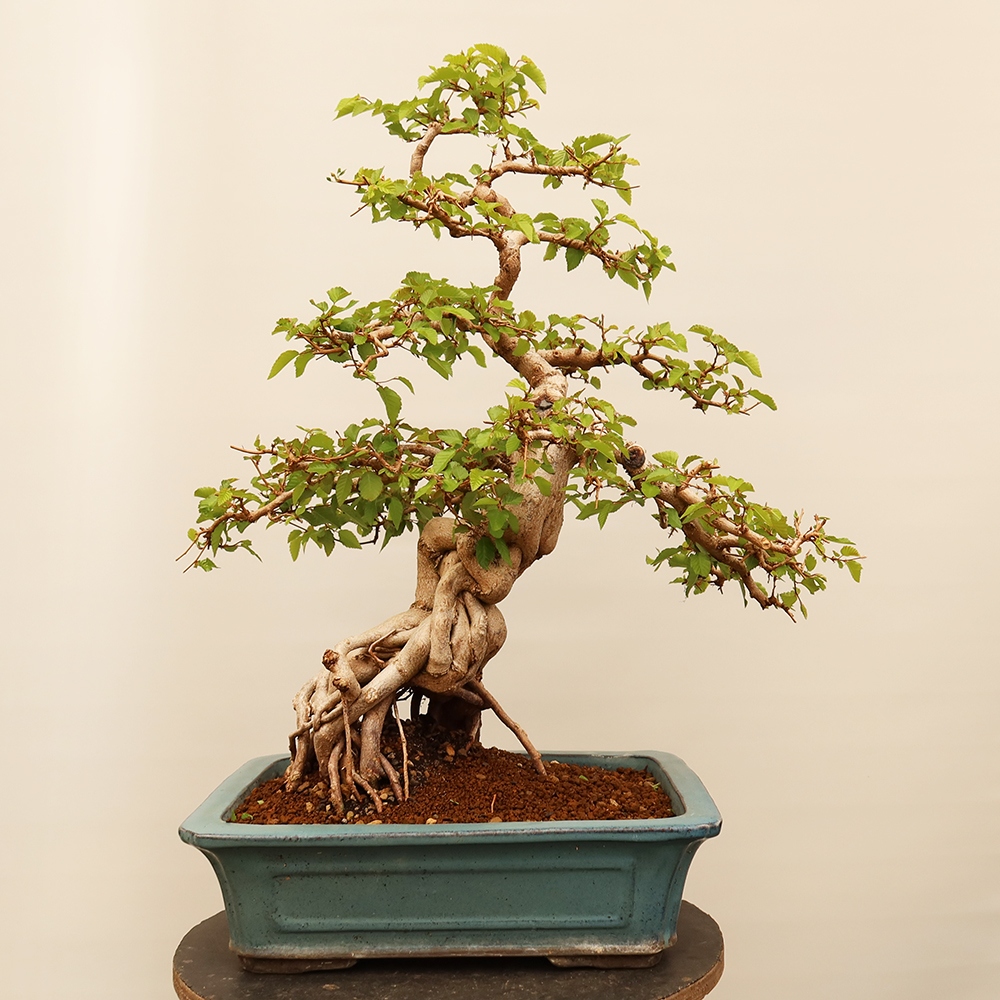 Bonsai im Freien - Carpinus Coreana - Koreanische Hainbuche