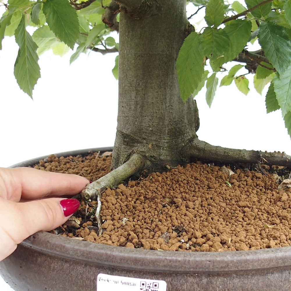 Bonsai im Freien - Hainbuche - Carpinus betulus