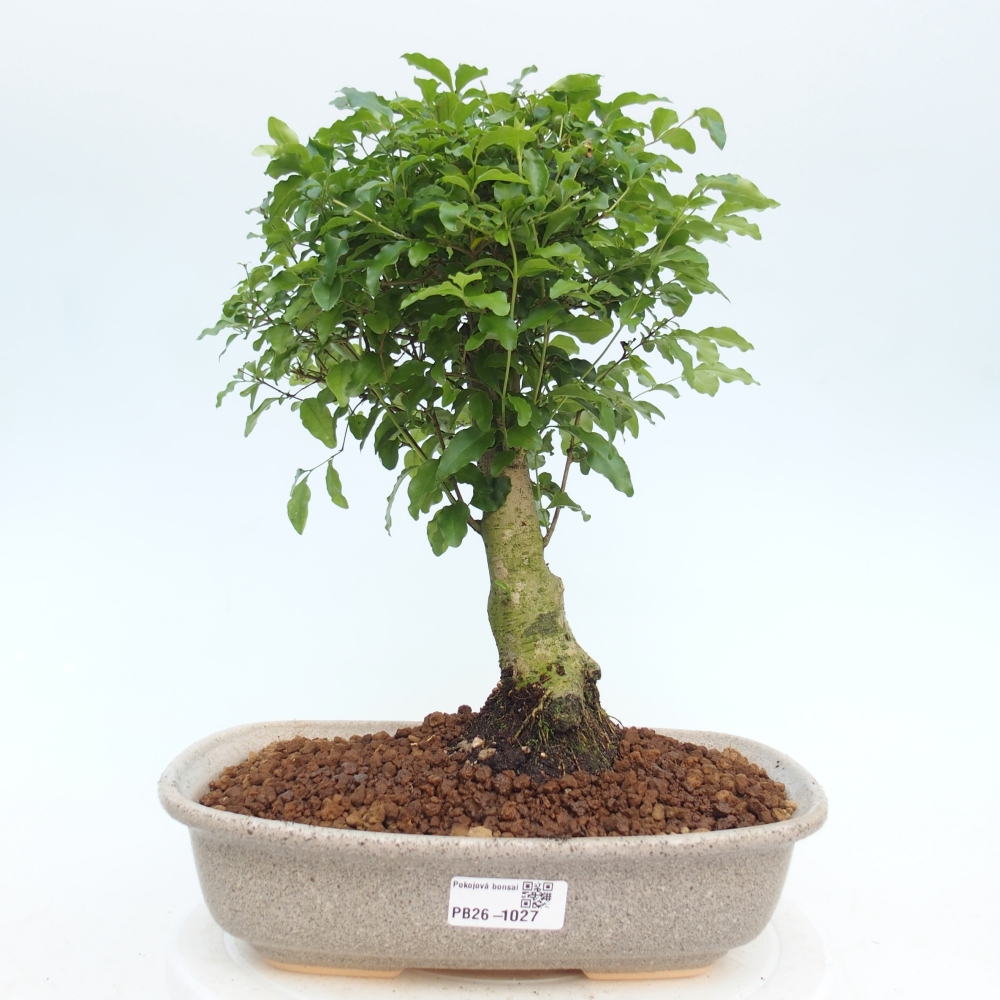 Zimmerbonsai - Ligustrum chinensis - Vogelperspektive