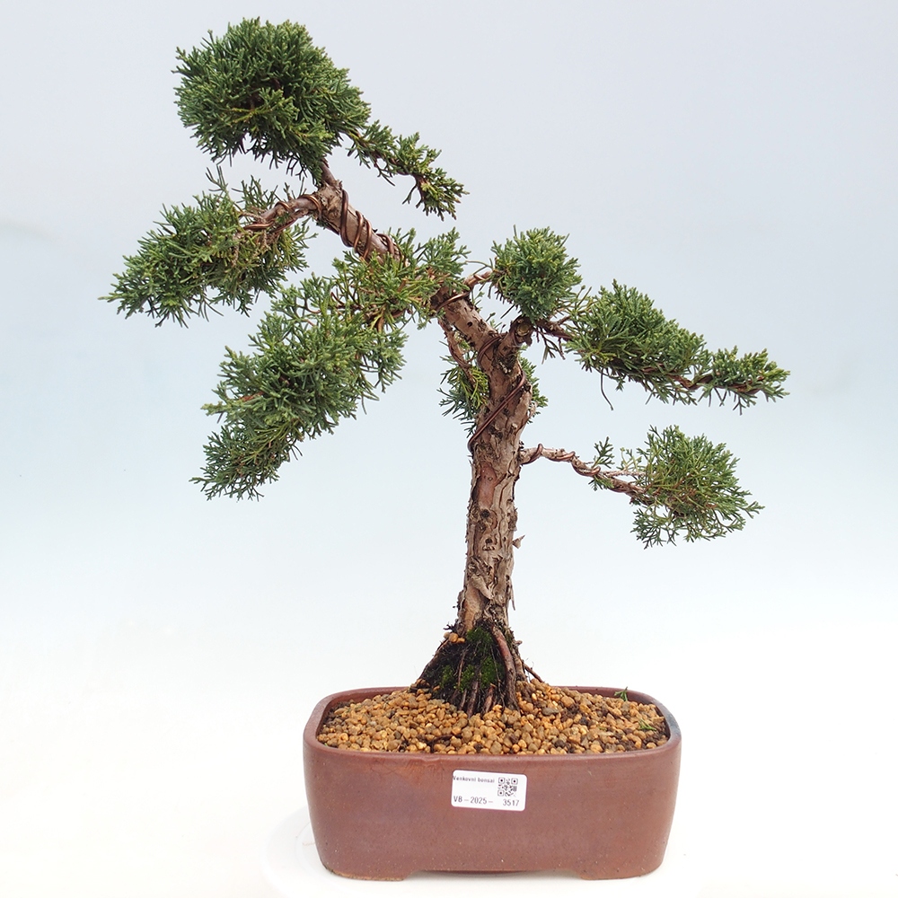 Outdoor-Bonsai - Juniperus chinensis Kishu - Chinesischer Wacholder
