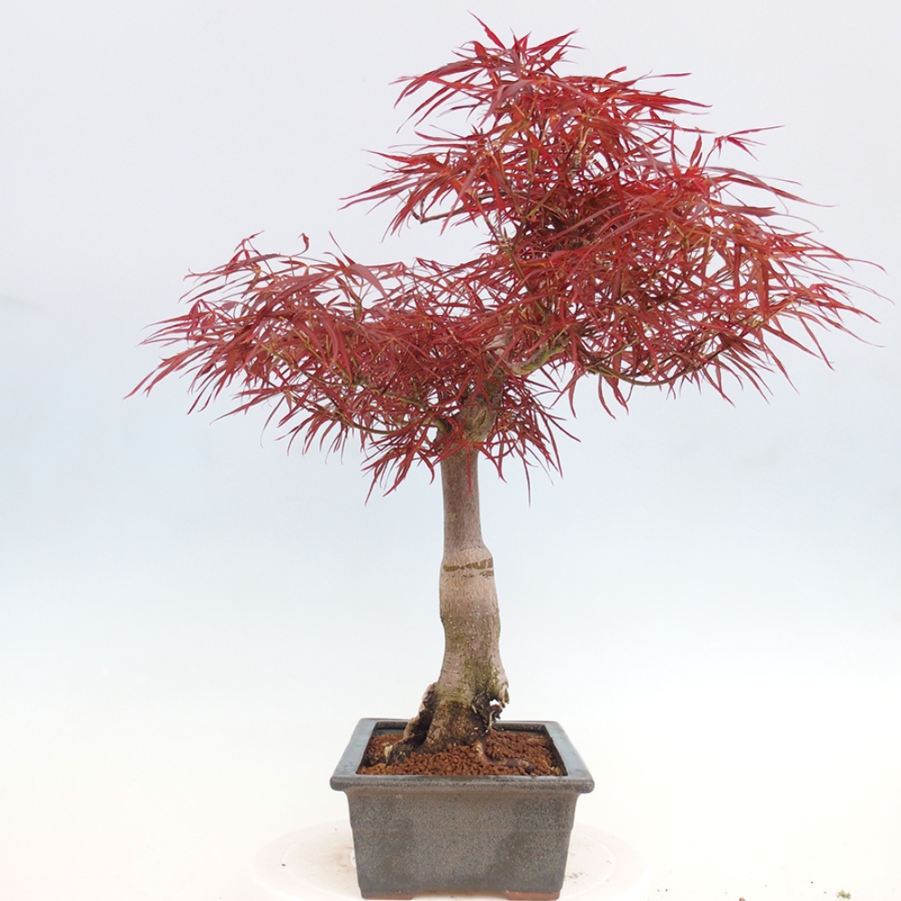 Bonsai im Freien - Acer palmatum RED PYGMY