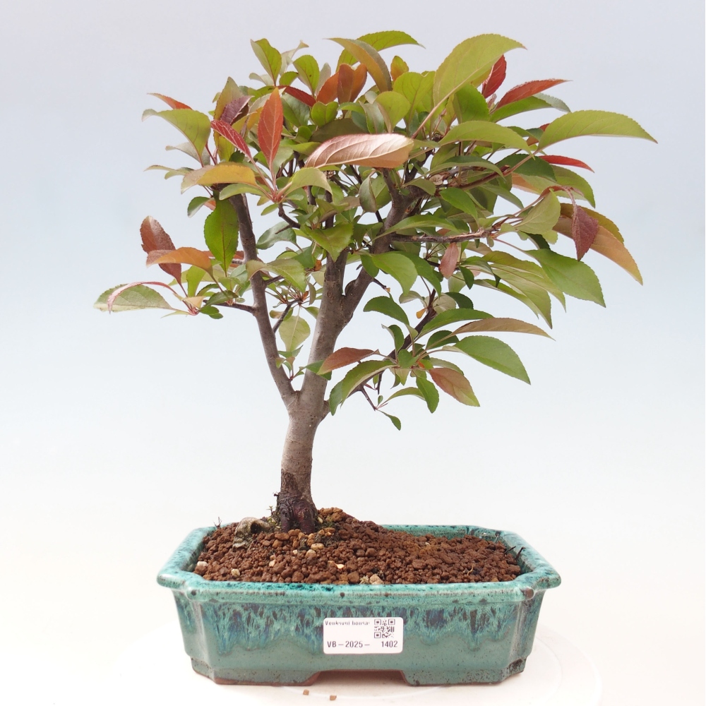 Freilandbonsai - Malus Domestica - Kleinfruchtiger rotblättriger Apfelbaum