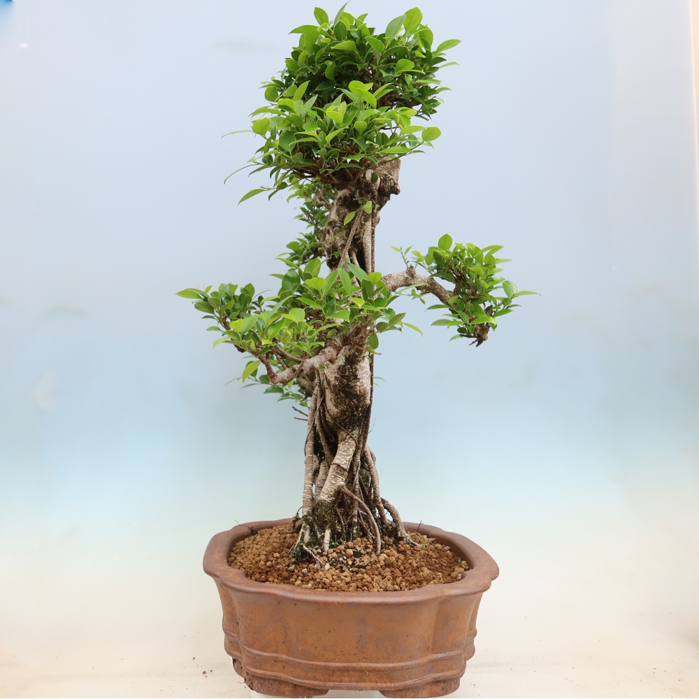 Zimmerbonsai - Ficus kimmen - Kleinblättriger Ficus