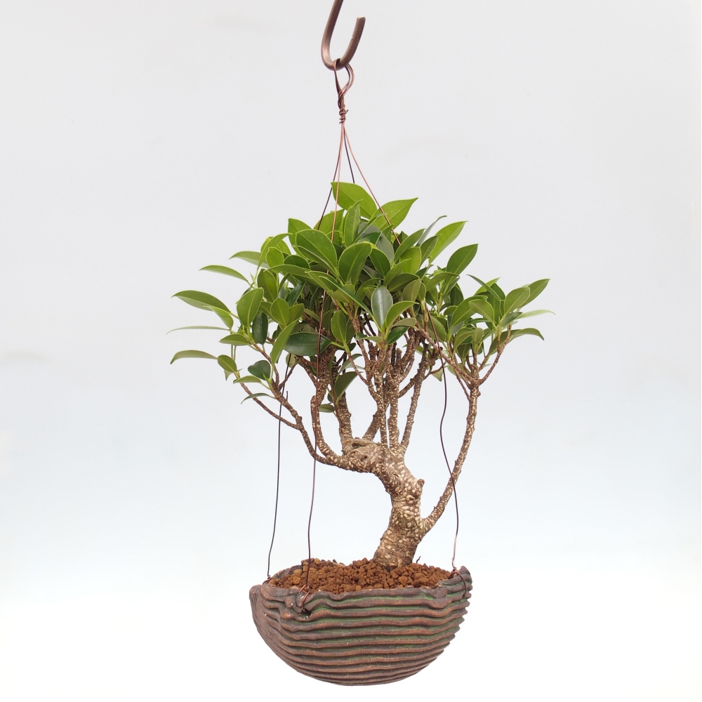 Kokedama aus Keramik - Kleinblättriger Ficus - Ficus kimmen