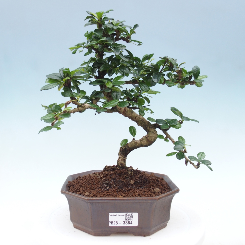 Zimmer-Bonsai - Carmona macrophylla - Tee-Fuki