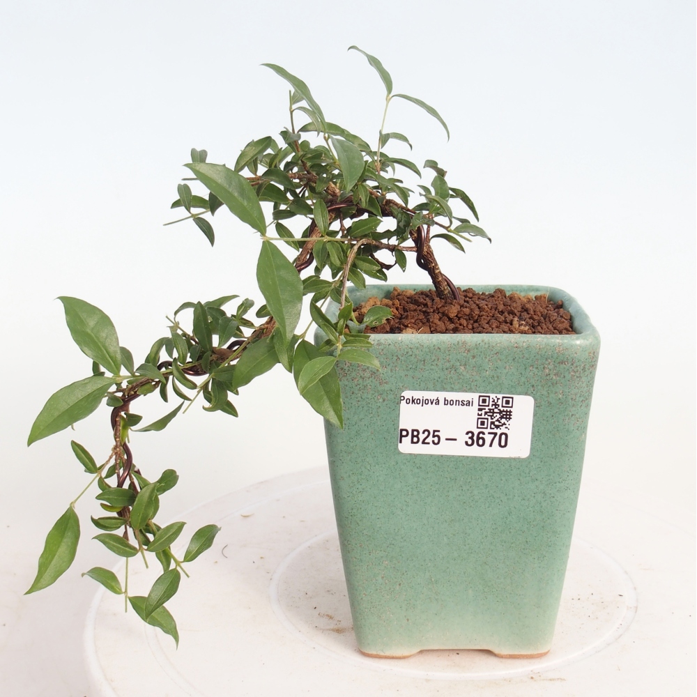 Zimmer Bonsai - Malpighia coccigera- Barbdor Kirsche