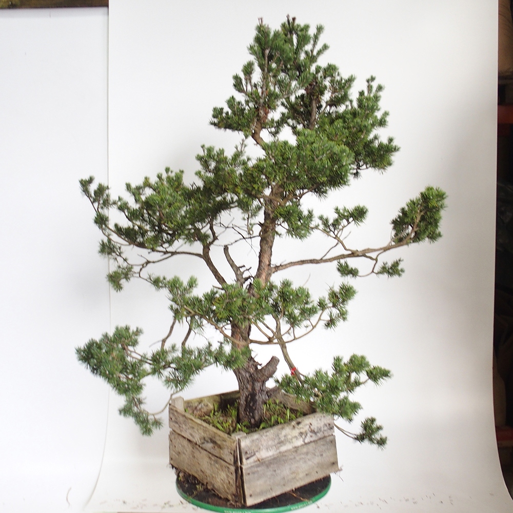 Yamadori - Pinus sylvestris Spanien