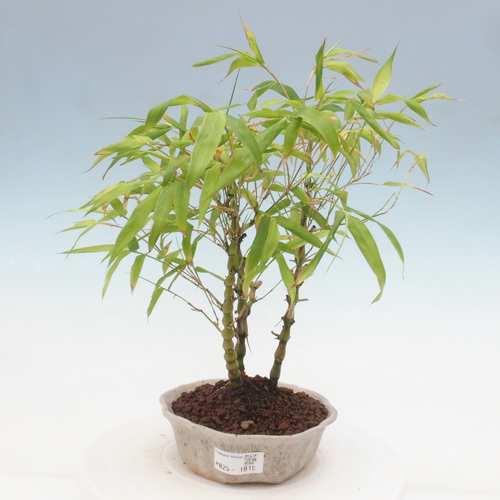 Zimmerbonsai - Bambus-Buddha-Bambus-Buddha-Bauch