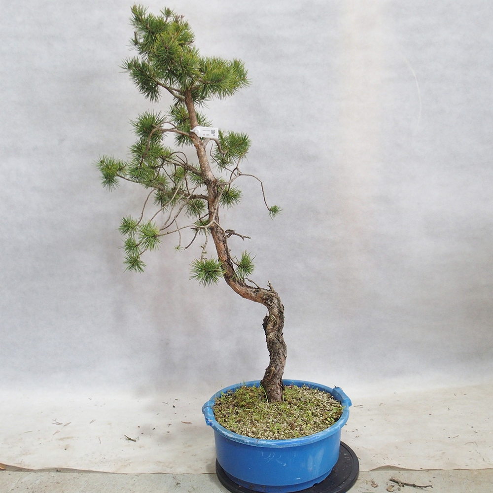 Yamadori - Pinus sylvestris 