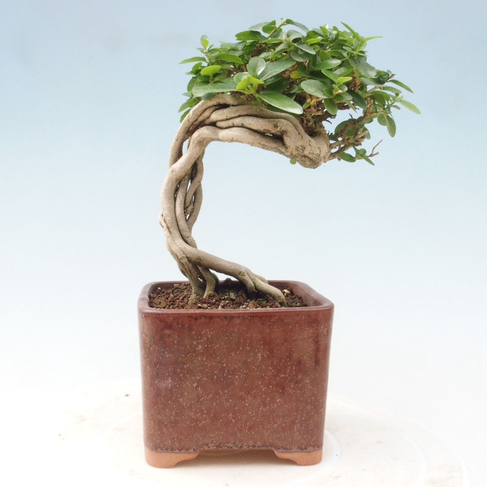 Zimmerbonsai - Premna serratifolia - Kozlovon kleinblättrig