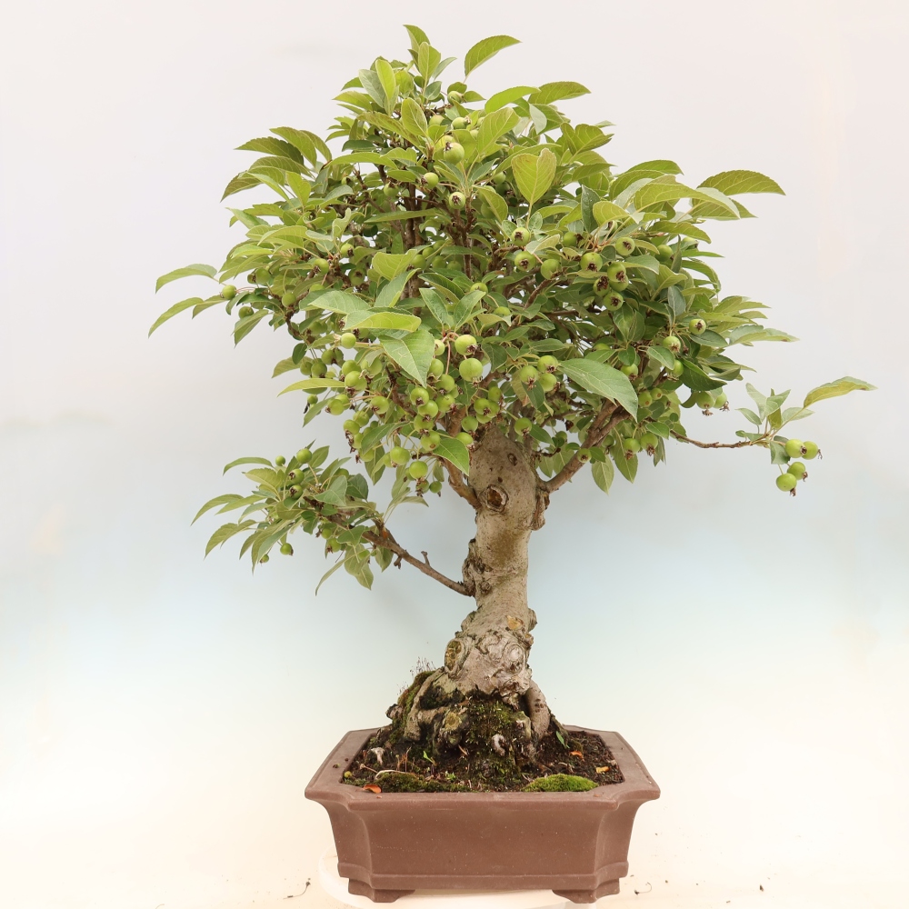 Bonsai im Freien - Malus halliana - Kleinfruchtiger Apfelbaum
