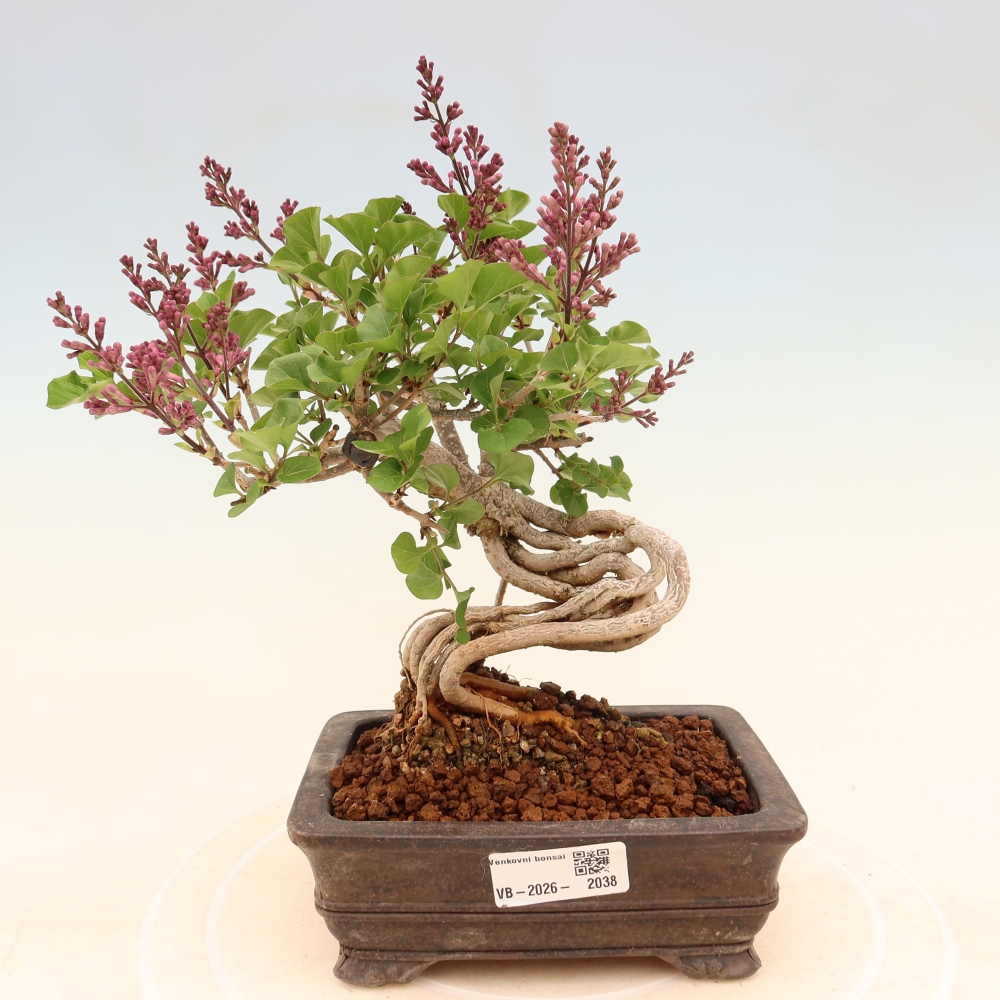 Bonsai für draußen - Syringa microphylla - Kleinblütiger Flieder