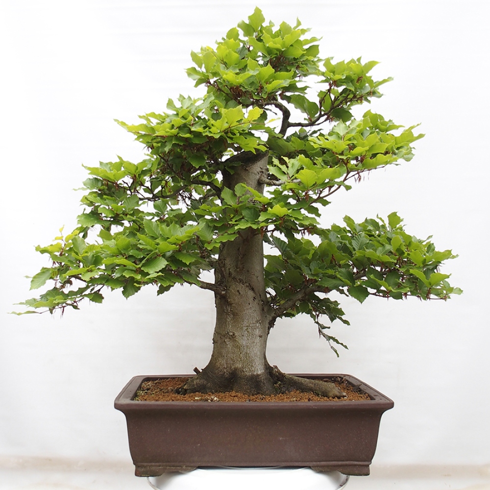 Bonsai im Freien - Fagus sylvatica - Buche