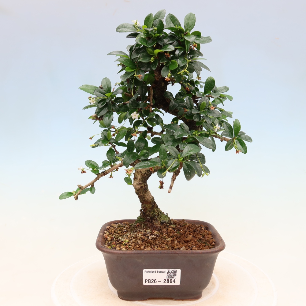 Zimmer-Bonsai - Carmona macrophylla - Tee-Fuki