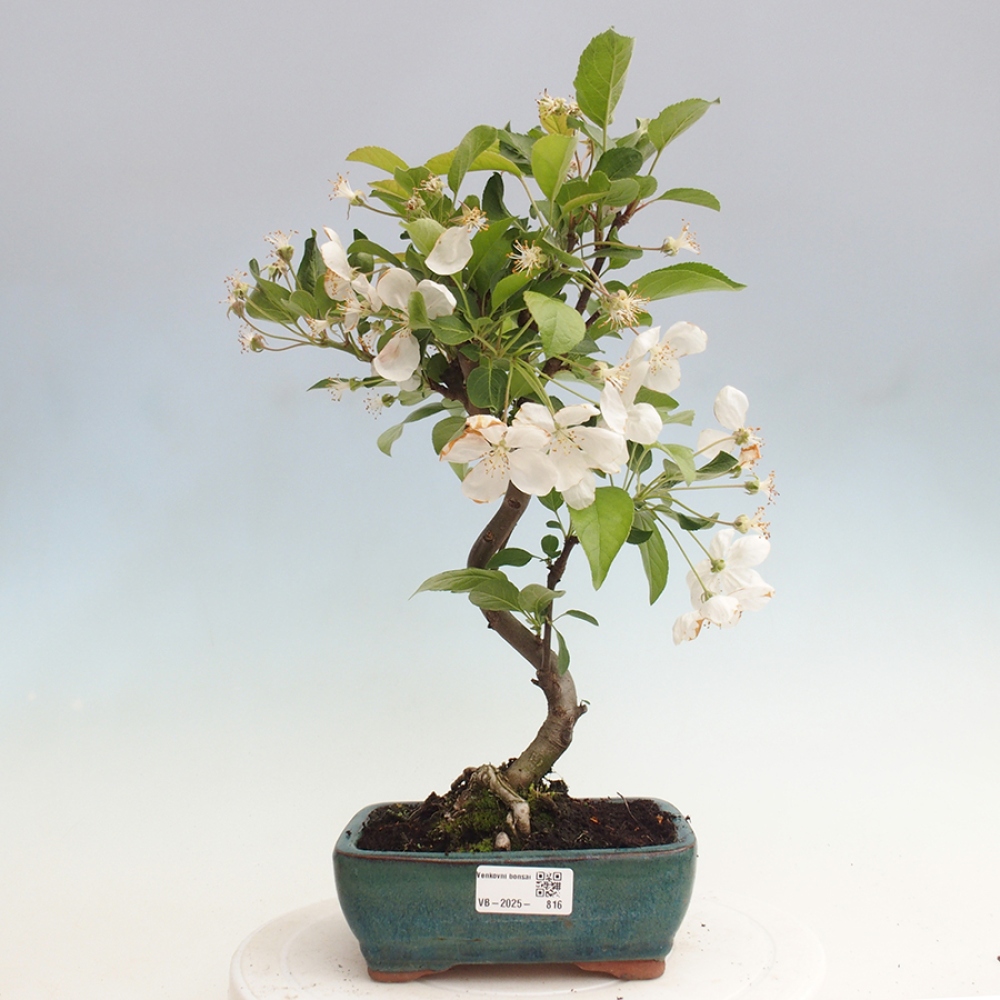 Bonsai im Freien - Malus halliana - Kleinfruchtiger Apfelbaum