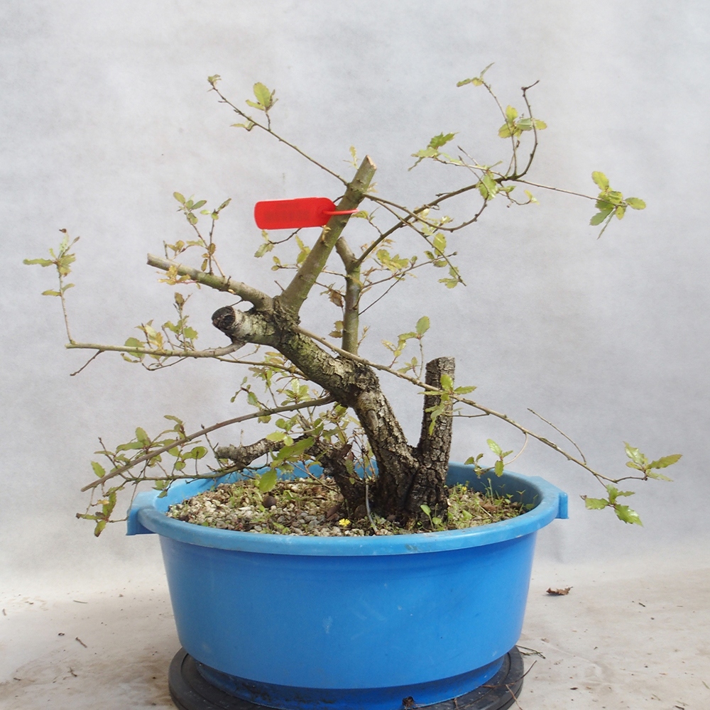 Freilandbonsai Quercus Cerris - Eiche Cer