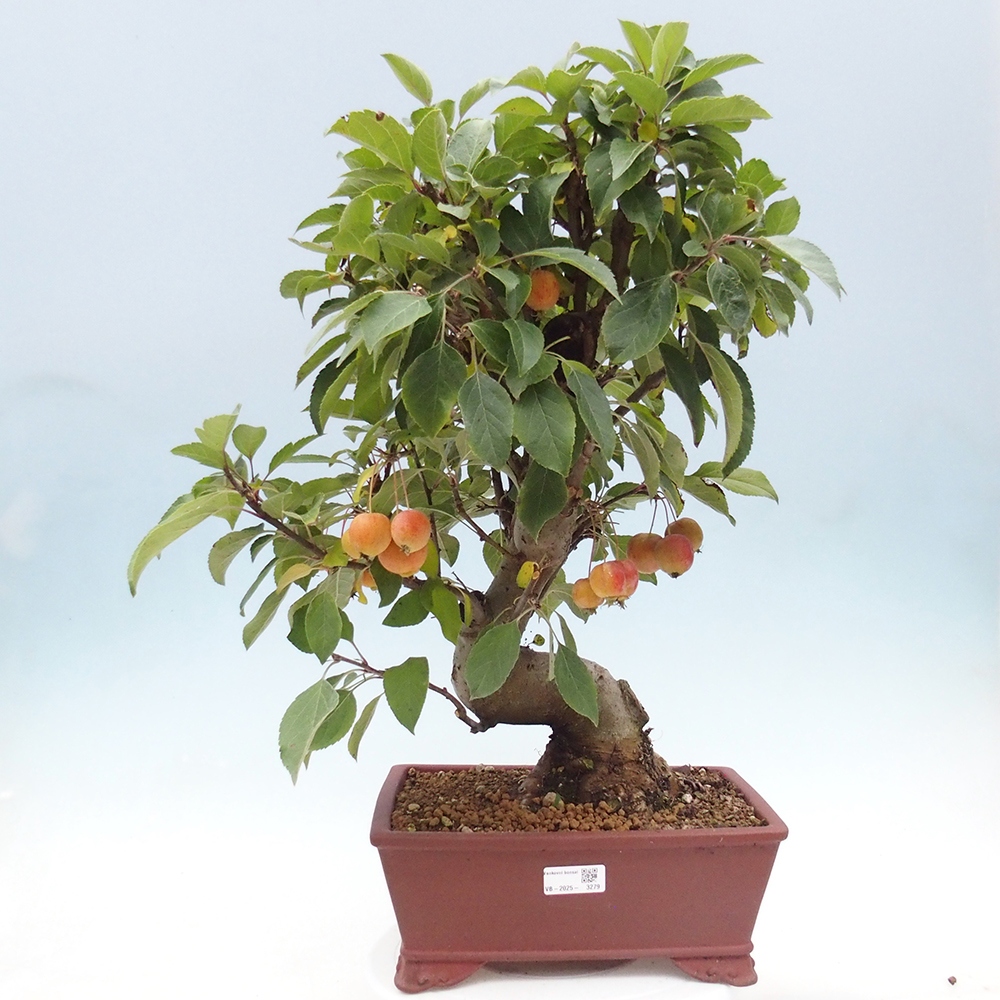 Bonsai im Freien - Malus halliana - Kleinfruchtiger Apfelbaum